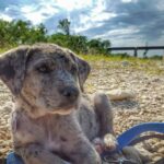 Best Food for Catahoula Leopard Dogs