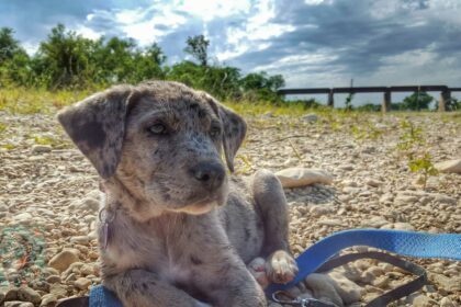 Best Food for Catahoula Leopard Dogs