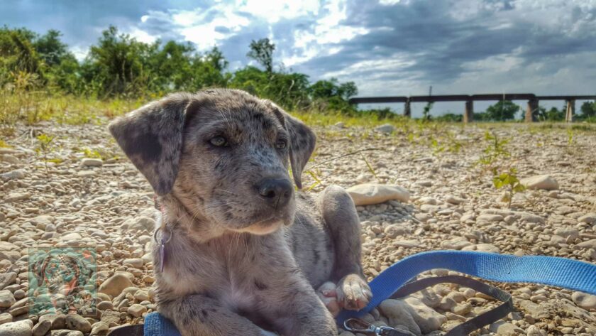 Best Food for Catahoula Leopard Dogs