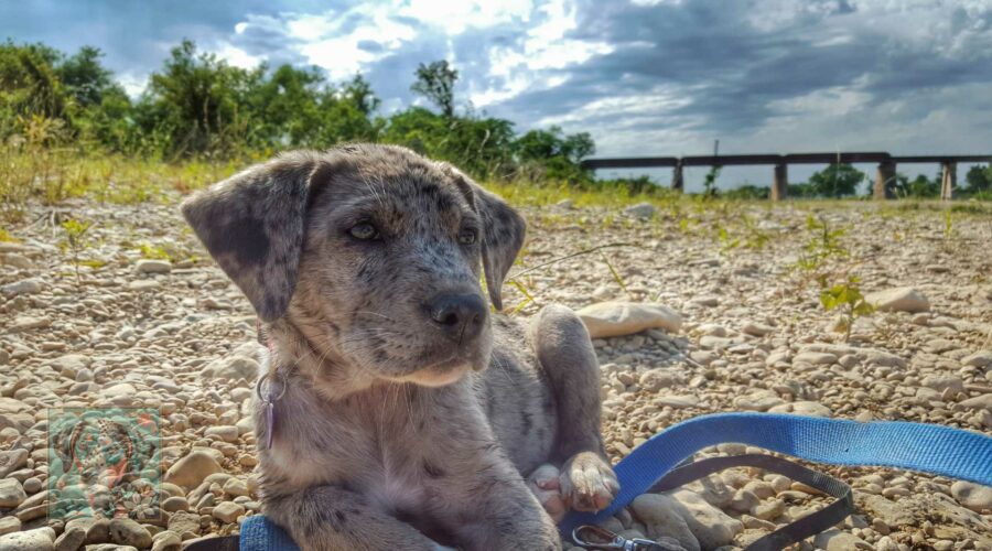 Best Food for Catahoula Leopard Dogs