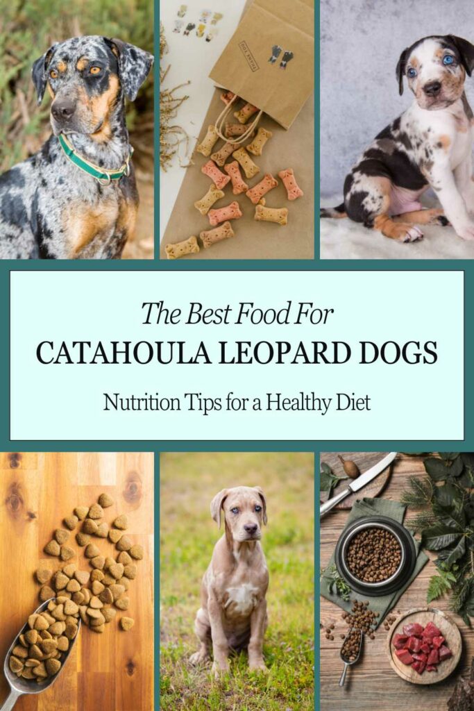 Best Food for Catahoula Leopard Dogs Nutrition Tips for a Healthy Diet