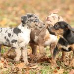 Catahoula breed history