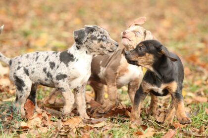 Catahoula breed history