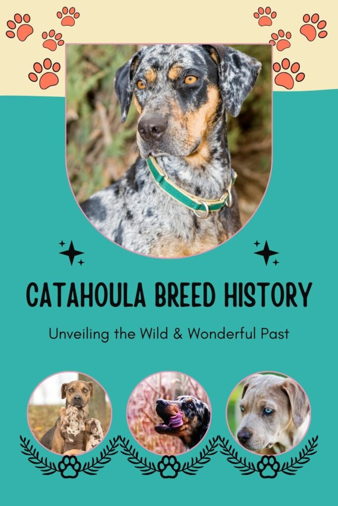 The Captivating Catahoula Breed History