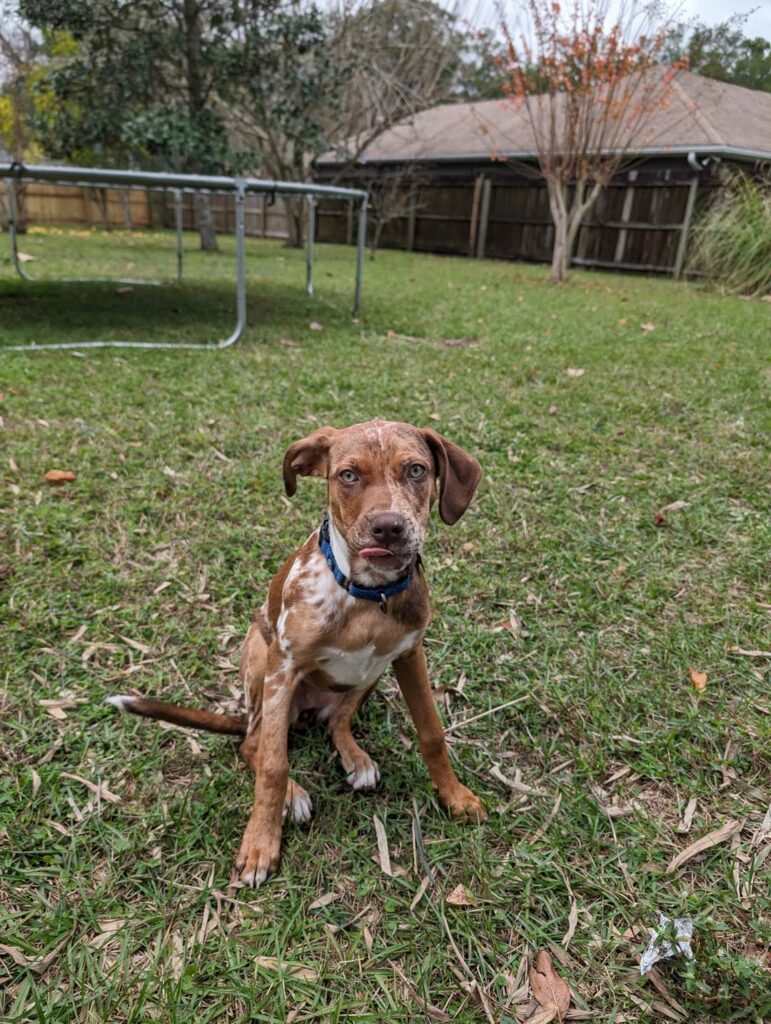 catahoula leopard dog pit mix