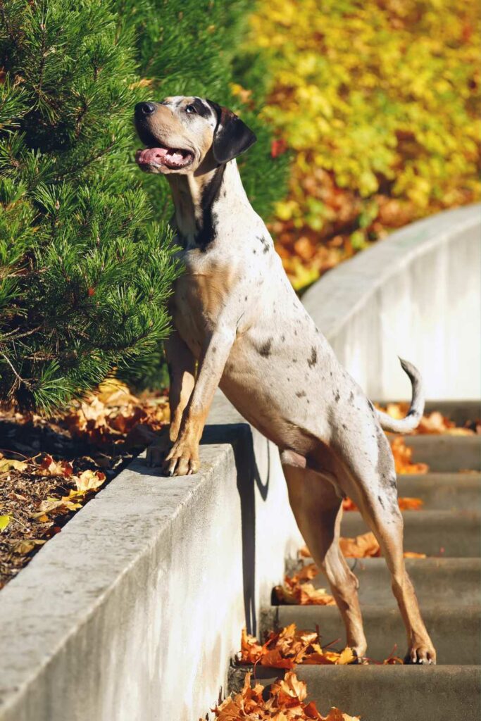 The Ideal Catahoula Parent