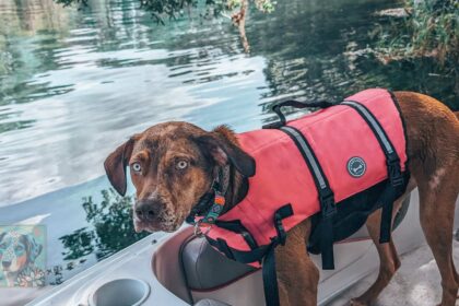 When Do Catahoulas Calm Down