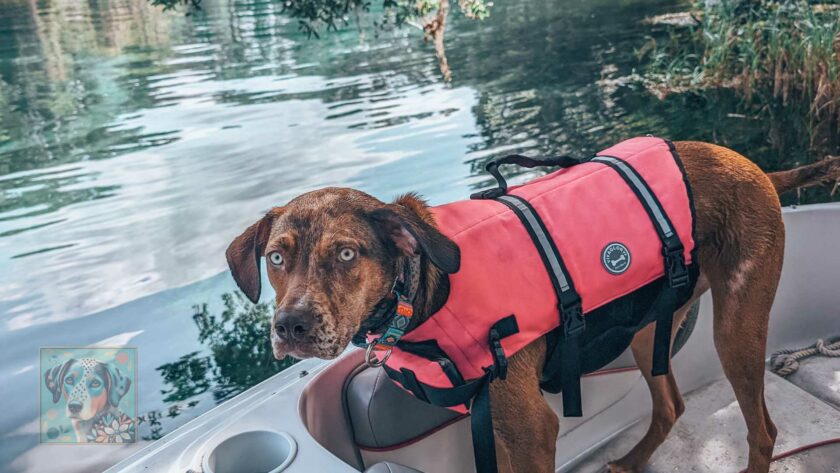 When Do Catahoulas Calm Down