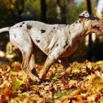 catahoula leopard dog personality