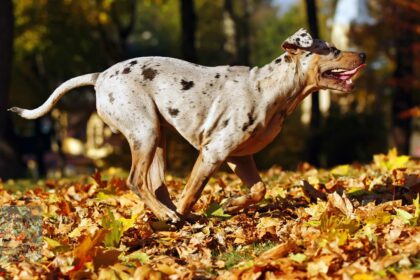 catahoula leopard dog personality