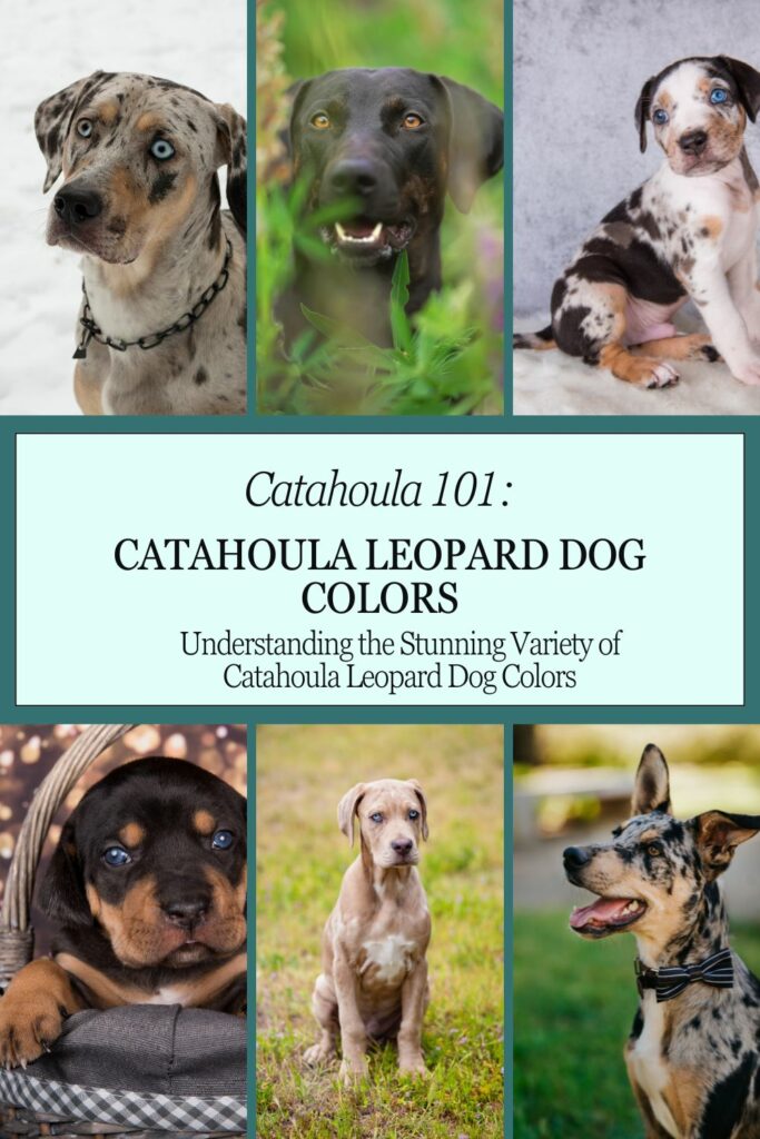 Understanding the Stunning Variety of Catahoula Leopard Dog Colors