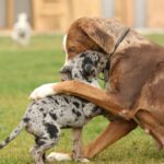 catahoula leopard dog colors