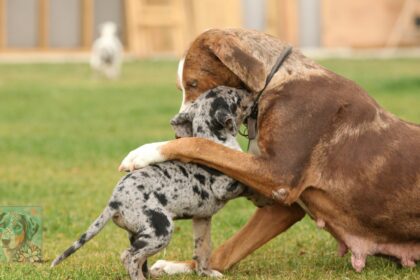 catahoula leopard dog colors