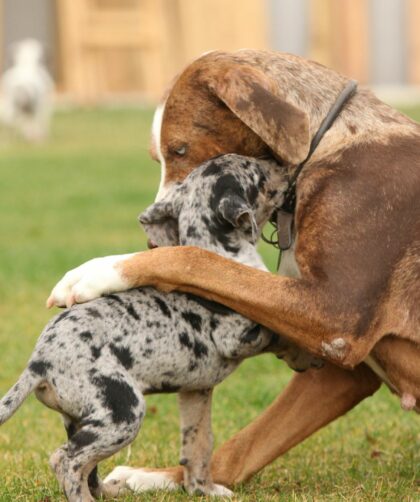 catahoula leopard dog colors