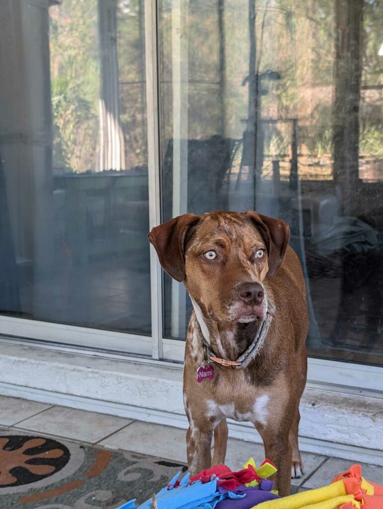 Core Catahoula Temperament Traits