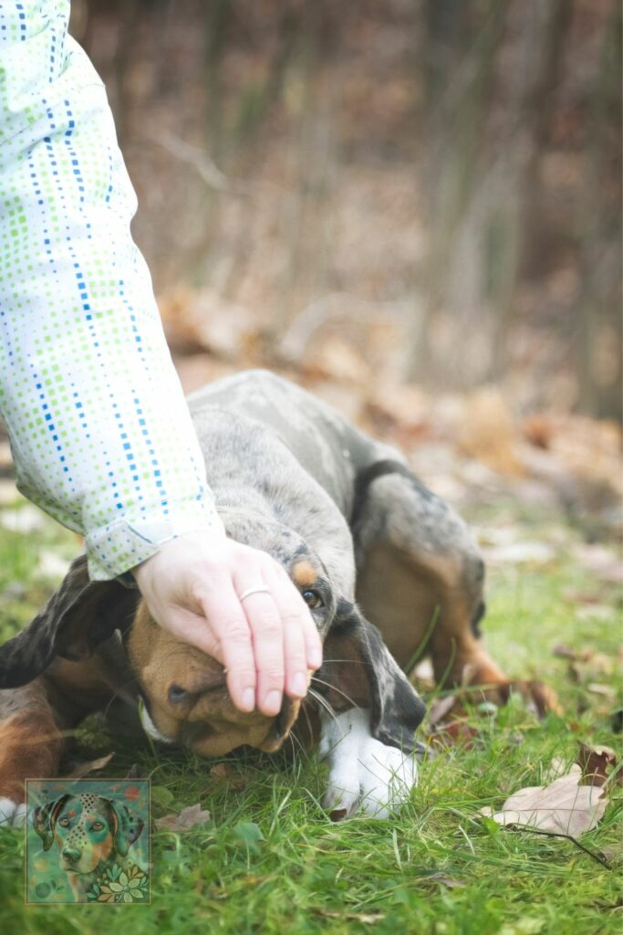 Catahoula health problems