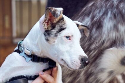 Understanding Catahoula Temperament