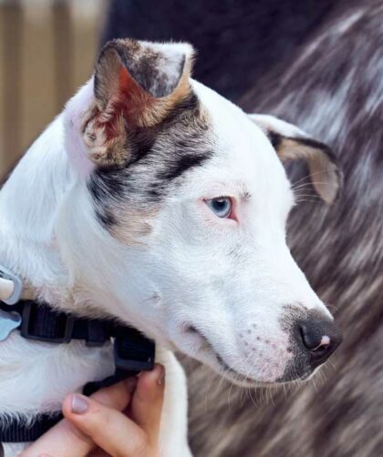 Understanding Catahoula Temperament