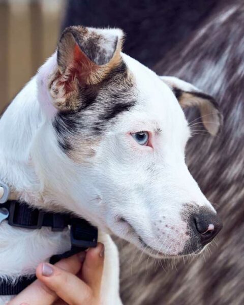 Understanding Catahoula Temperament