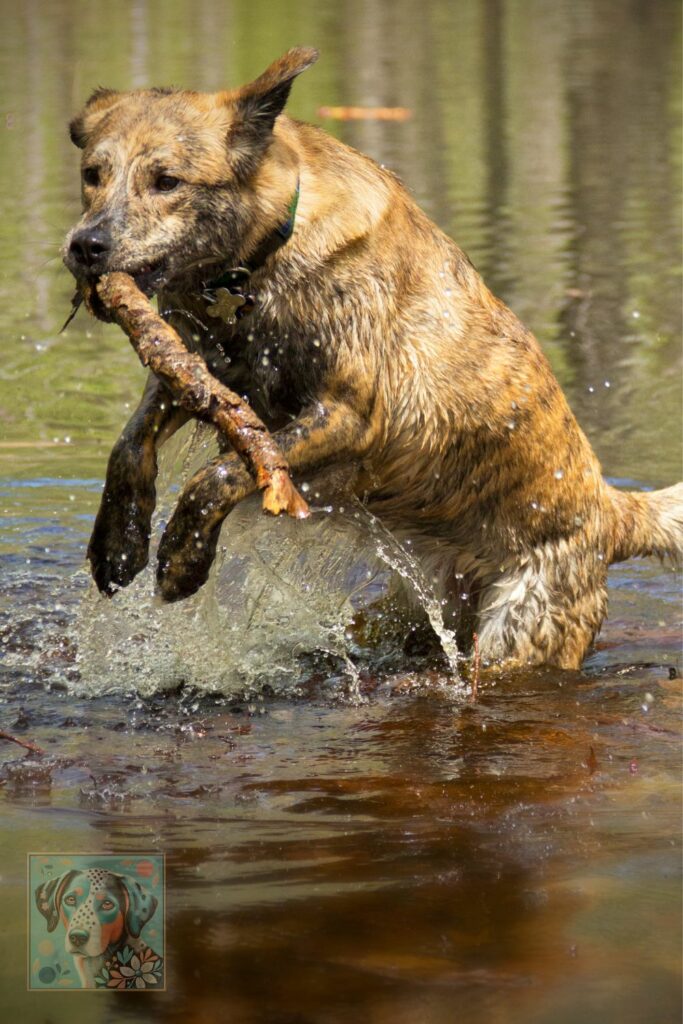 Catahoulas are energetic dogs