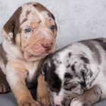 Common Catahoula Health Problems