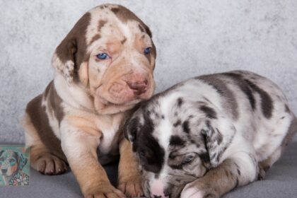 Common Catahoula Health Problems