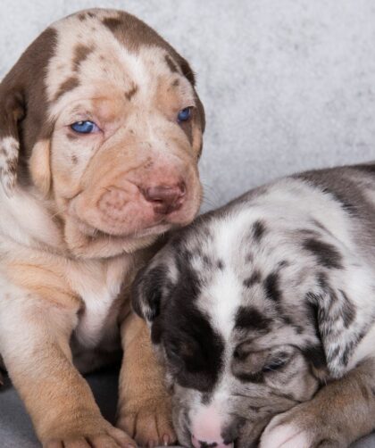 Common Catahoula Health Problems