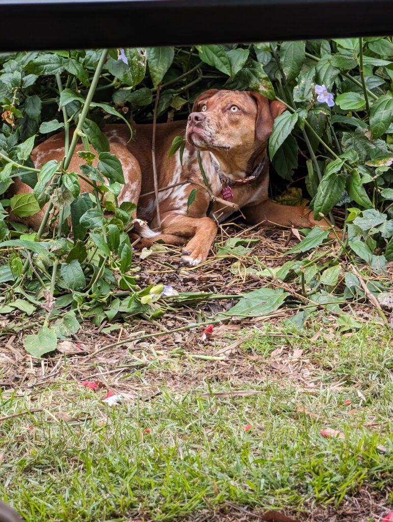 Is a Catahoula Right for You