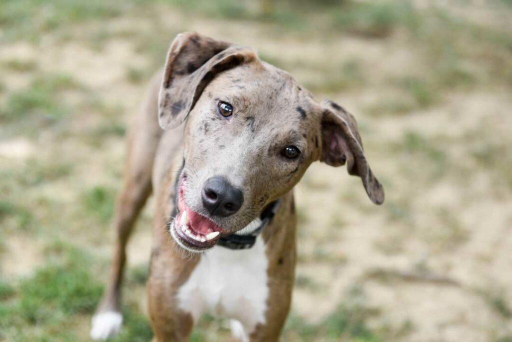 Navigating the Catahoula Temperament: Tips and Considerations