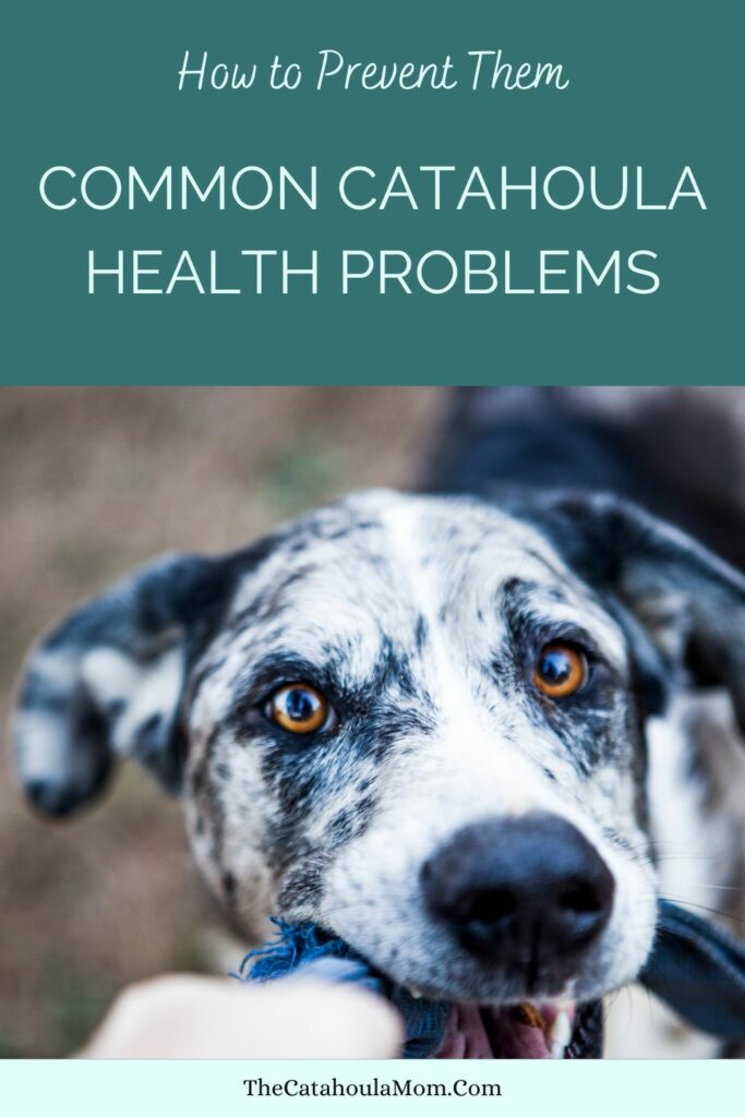 The Most Common Health Issues in Catahoulas and How to Handle Them