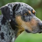 What is a Catahoula Leopard Dog