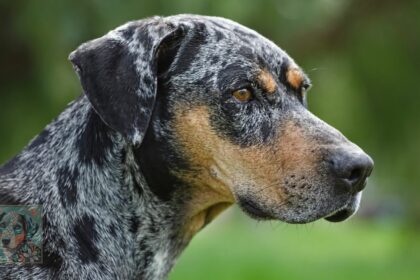 What is a Catahoula Leopard Dog