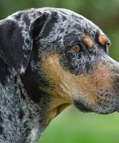 What is a Catahoula Leopard Dog