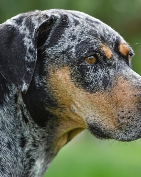 What is a Catahoula Leopard Dog