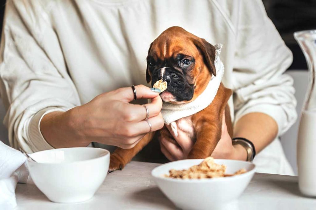 How to Transition Your Dog to a Homemade Diet Safely